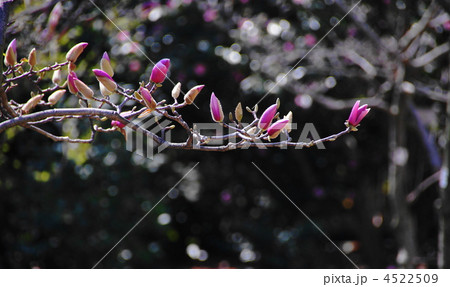 4月　シモクレン・モクレン科35蕾 4522509