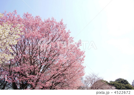 4月 陽光ヨウコウ07サクラ・バラ科 4月 陽光ヨウコウ07サクラ・バラ科 4522672