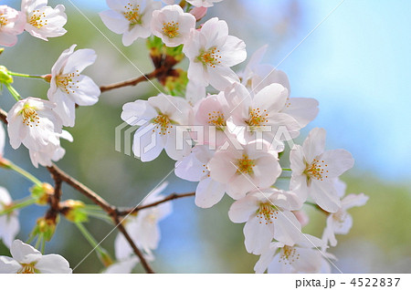 春の訪れ(大宮公園の桜) 4522837