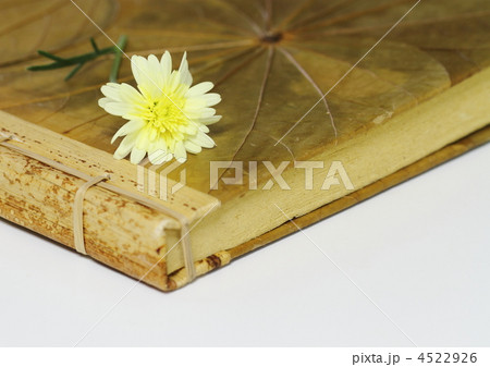 黄色の八重のマーガレットと古本 黄色の八重のマーガレットと古本 4522926
