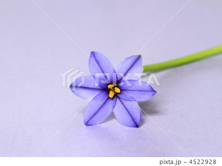 青紫の花韮 青紫の花韮 4522928