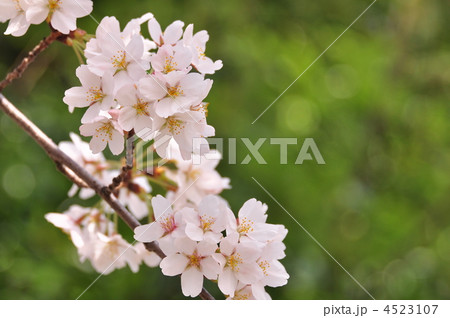 緑の中で咲き誇る(上平公園の桜) 4523107