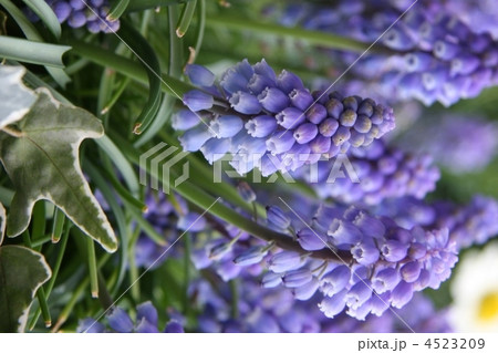 ムスカリ１ 4523209