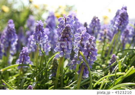 ムスカリ2 ムスカリ2 4523210