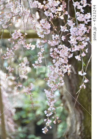 しだれ桜 しだれ桜 4523244