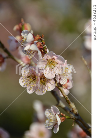 紅梅の花 紅梅の花 4523251