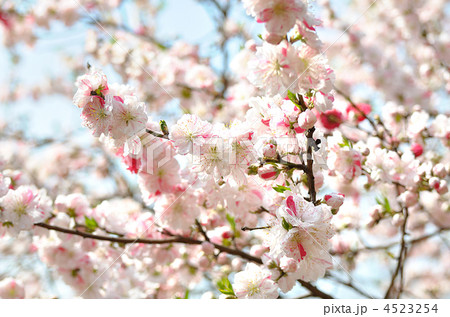 源平桃（ゲンペイモモ） 4523254