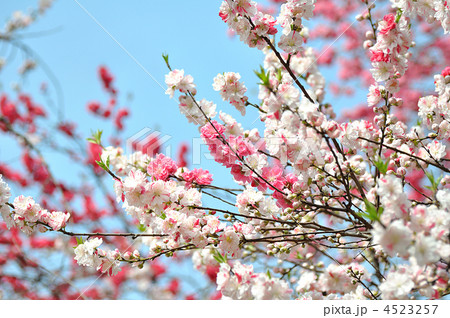 源平桃（ゲンペイモモ） 4523257