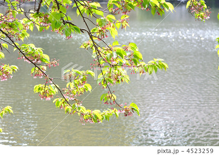 水面に映える葉桜 4523259