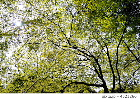 新緑の木々 新緑の木々 4523260