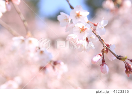 風に揺れる枝垂桜 4523356
