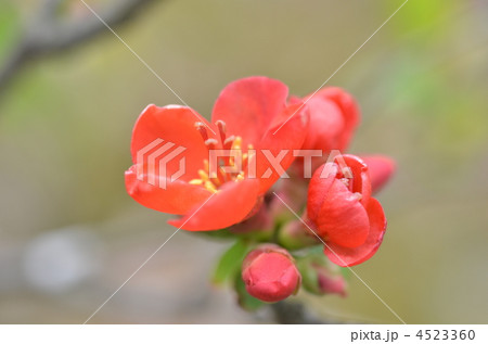 木瓜の花 4523360