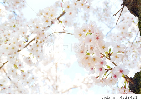 満開のソメイヨシノ(青空) 満開のソメイヨシノ(青空) 4523421