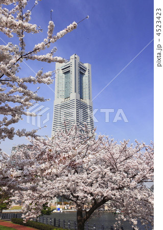 ランドマークタワーと桜 4523423
