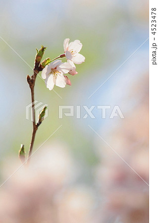 桜 4523478