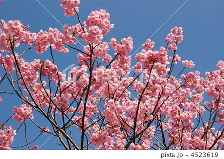 横浜緋桜（豊顕寺市民の森／神奈川県横浜市神奈川区） 4523619