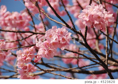 横浜緋桜（豊顕寺市民の森／神奈川県横浜市神奈川区） 4523620