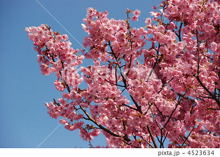 横浜緋桜(豊顕寺市民の森/神奈川県横浜市神奈川区) 横浜緋桜(豊顕寺市民の森/神奈川県横浜市神奈川区) 4523634