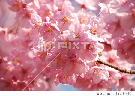 横浜緋桜（豊顕寺市民の森／神奈川県横浜市神奈川区） 4523640