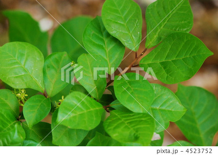 コクサギの葉 葉 コクサギの葉 葉 4523752