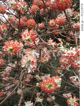 みつまたの紅い花 みつまたの紅い花 4523979