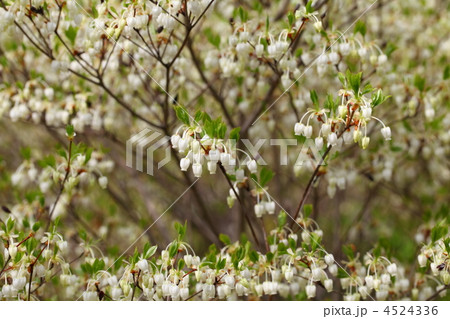 ドウダンツツジの花 4524336