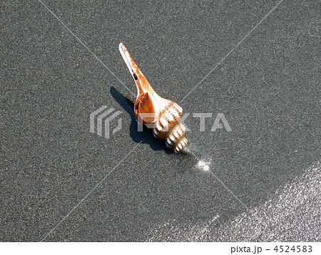 ナガニシ貝 ナガニシ貝 4524583