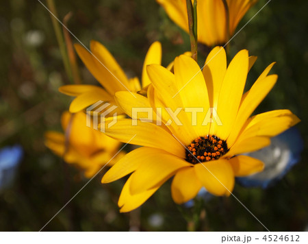 アフリカキンセンカ 4524612