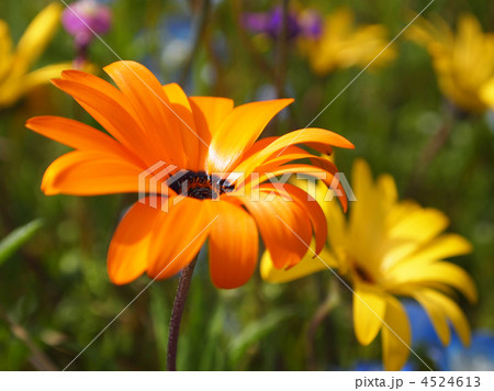 アフリカキンセンカ 4524613