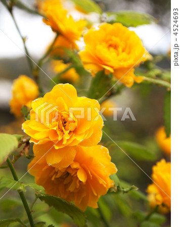 八重山吹 4524693