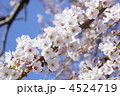 SAKURA 4524719