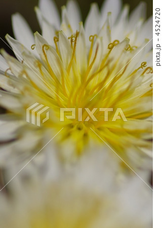 シロバナタンポポのアップ 4524720