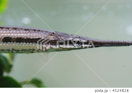 スポッテッドガー 4524828