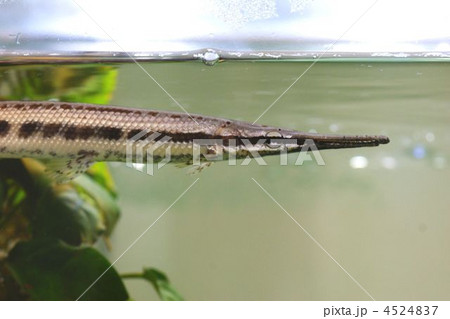 スポッテッドガー 4524837