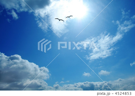 大空とかもめのカップルと太陽 4524853