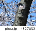 幹に咲くサクラ 4527032