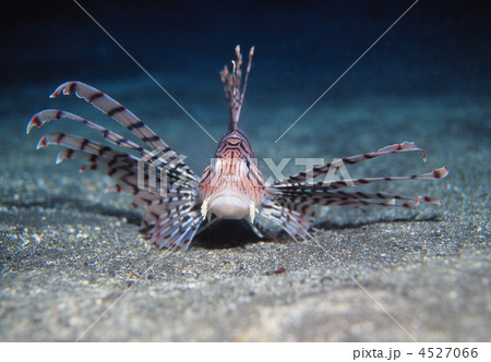 ミノカサゴ正面 4527066