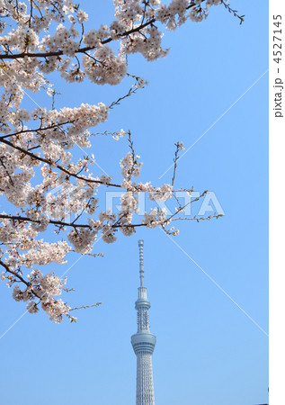 隅田公園から見た東京スカイツリー 4527145
