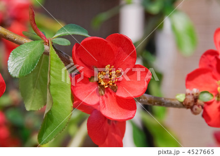 ボケの花 4527665