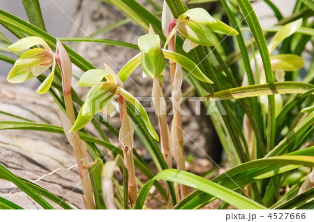 シュンランの花 4527666