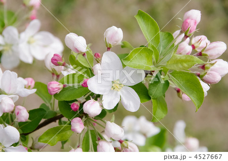 ヒメリンゴの花 4527667