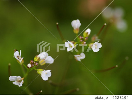 ナズナの花（クローズアップ） 4528194