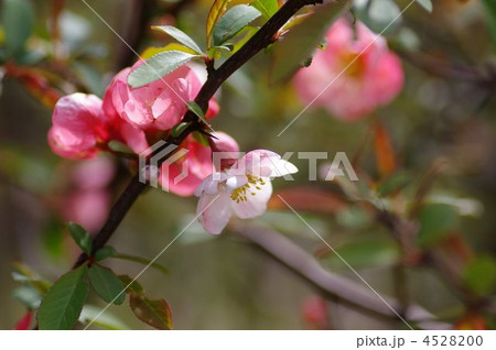 早春を彩るぼけの花 4528200