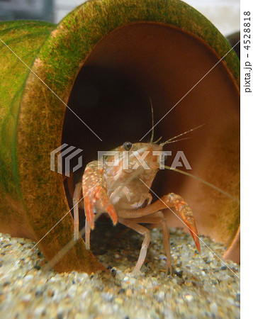 ザリガニの子ども ザリガニの子ども 4528818