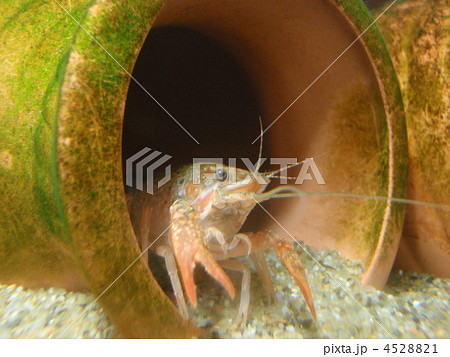 ザリガニの子ども 4528821