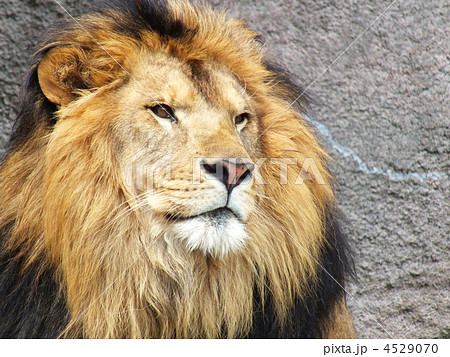 ライオン ライオンの顔 陸上動物の写真素材