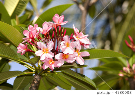 Beautiful tropical flower with leaf. Beautiful tropical flower with leaf. 4530008