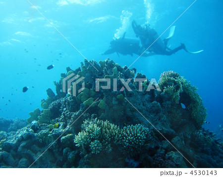 Group of coral fish in  blue water. 4530143