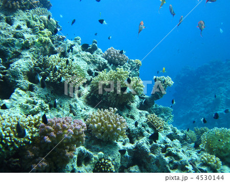 Group of coral fish in water. Group of coral fish in water. 4530144