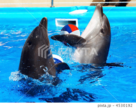 Dolphin in blue water. 4530192